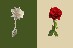 War Of The Roses